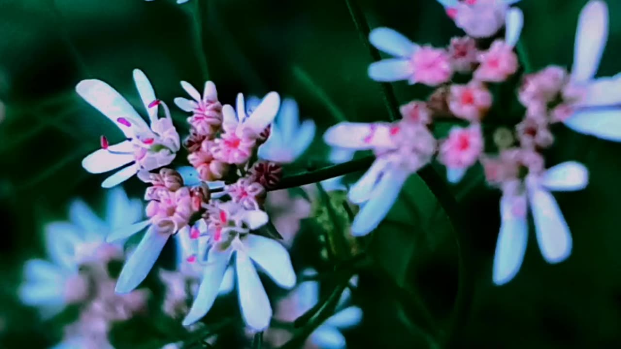 Mobile photography | Natural photography | flowers | India