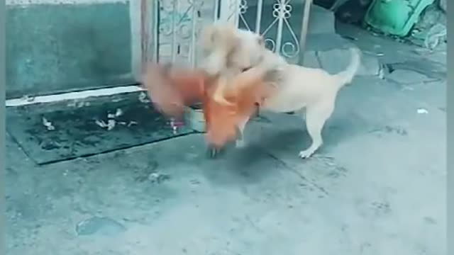 Chicken vs dog fight😂