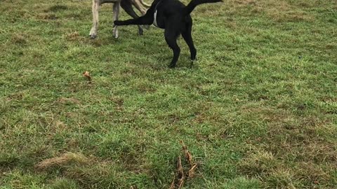 Dragon und Labradormischling erstes kennenlernen