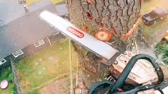 Knocking down a tree, impressive!