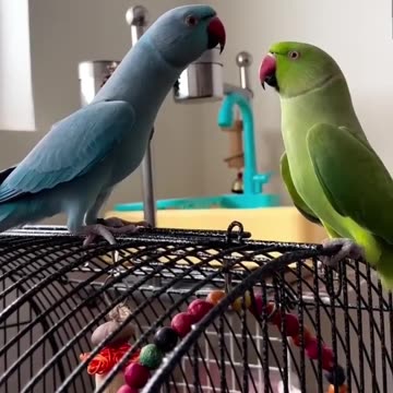 Amazing blue and green parrot