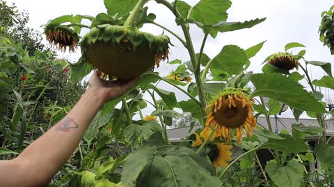 Helianthus be bloomin '22