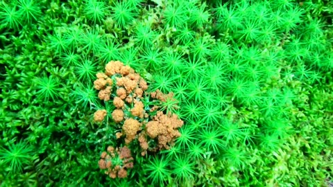 Dog Vomit Slime Mold