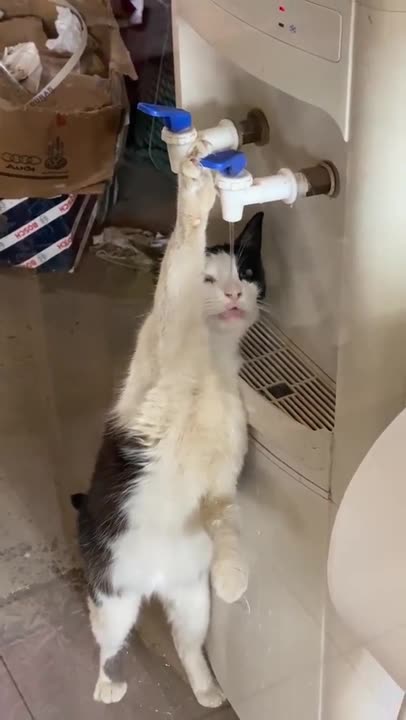 A typical Saturday morning cat... Ate too much catnip last night