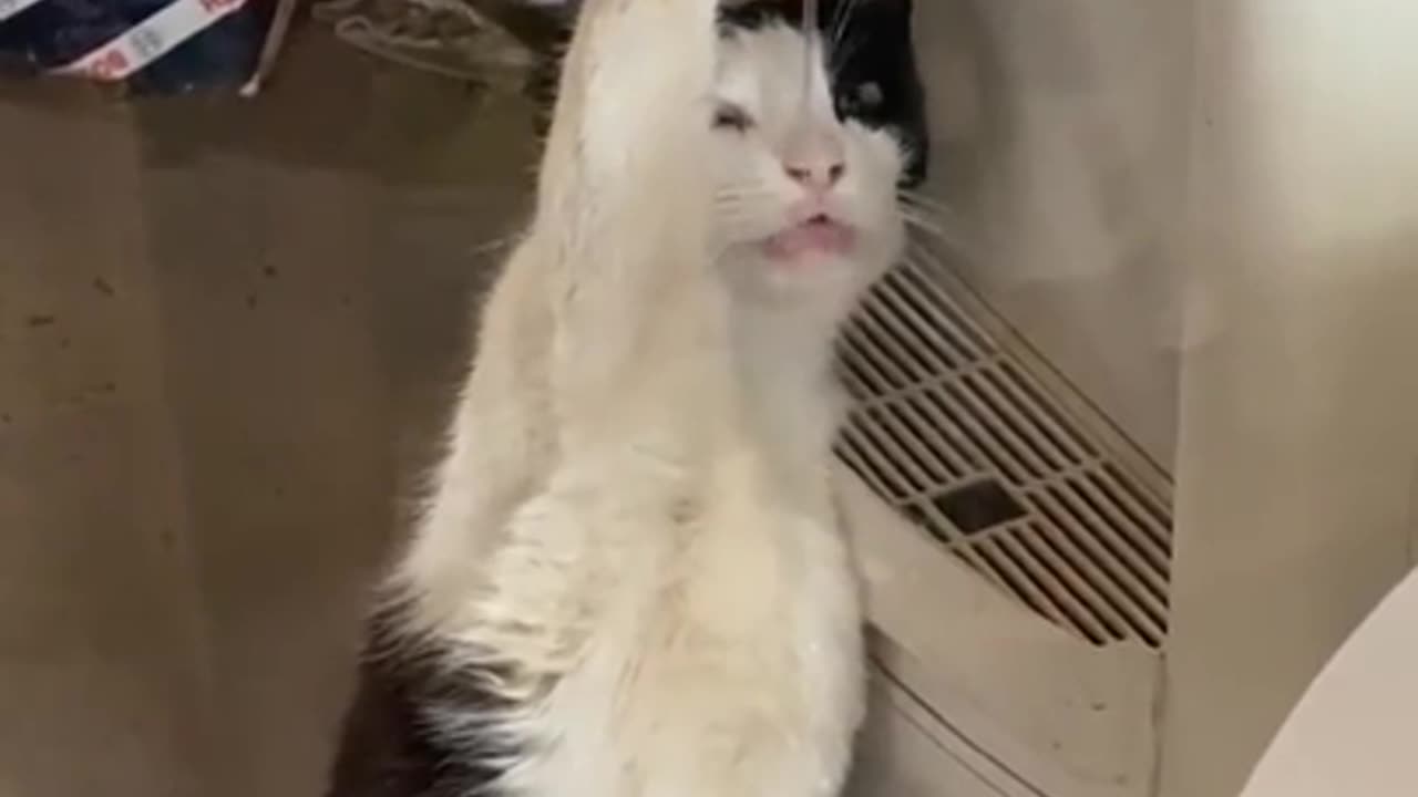 A typical Saturday morning cat... Ate too much catnip last night