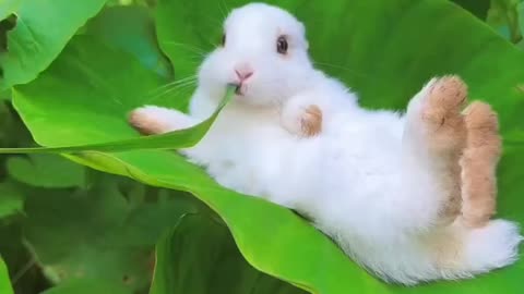 Baby rabbit