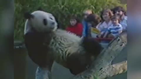 Funny Panda