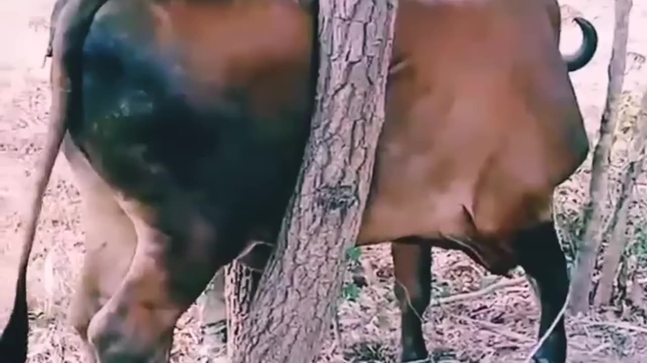 Rescue Cows Stuck in Branches