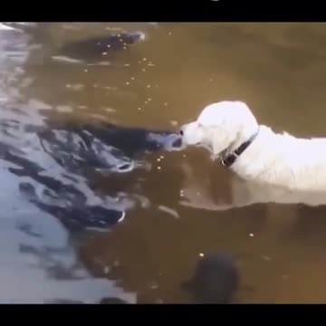 BRAVE DOG HUNT BIG FISH.mp4