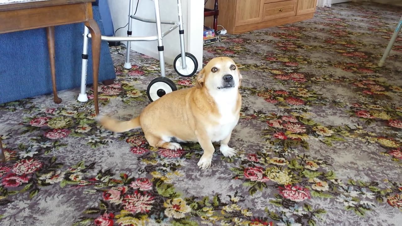 Rusty + Scrappy