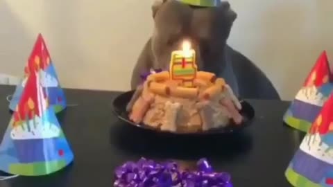 MOE of pet