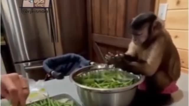 Funny monkey washing vegetables