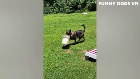 funny crazy animals