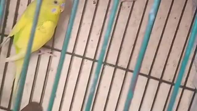 My bird 🐦
