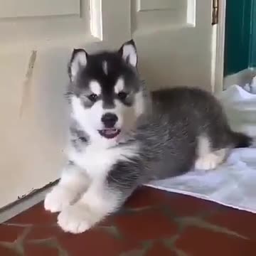 Husky dog ​​in front of the camera. Leave the room.