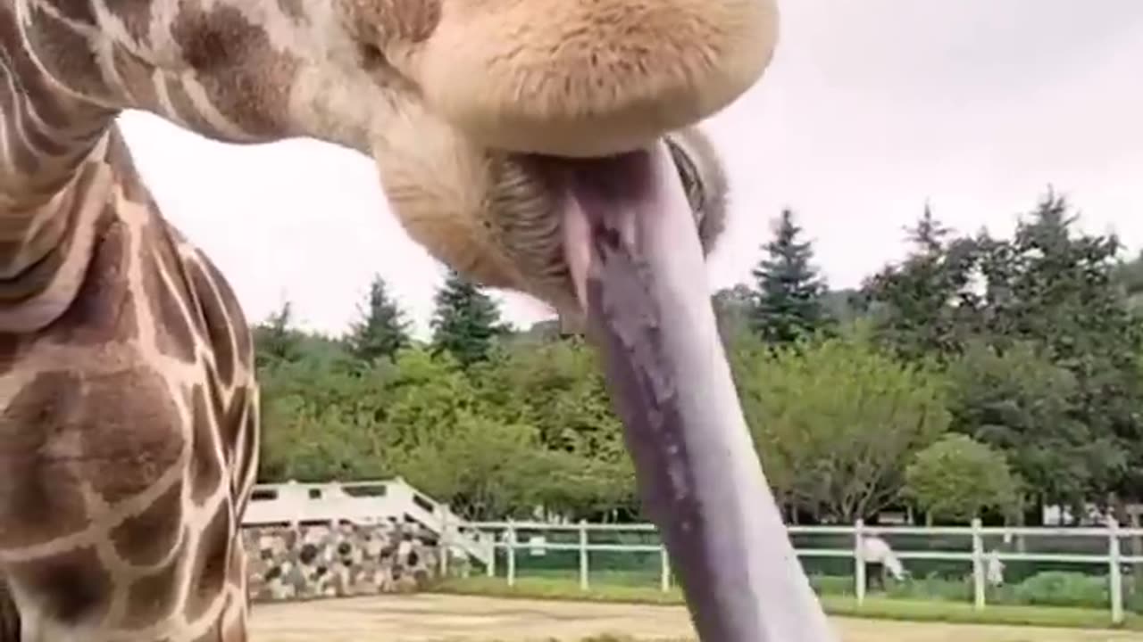 Try not to laugh — Funny + Cute Animal Videos