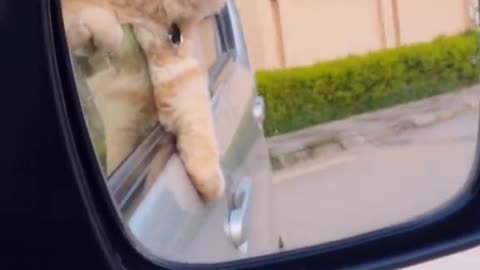 Amazing very playful kittens showing off there faces out of window