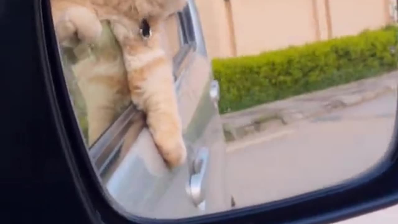 Amazing very playful kittens showing off there faces out of window