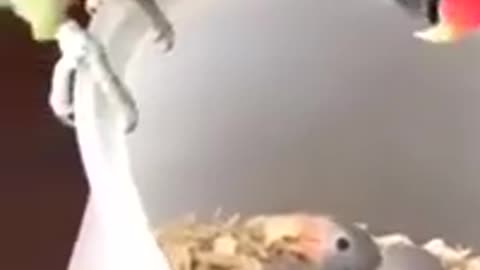 Beautiful Parrot Mother Talking. #Shorts