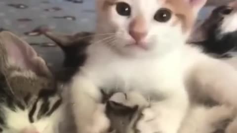 Cat funny videos