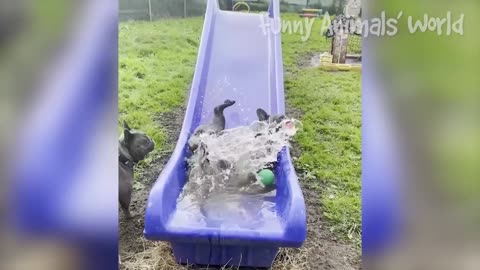Funny animals video