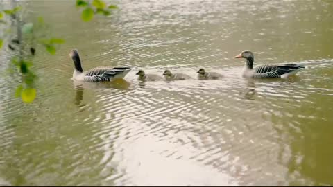 Gull family is very butiful