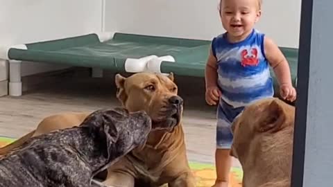 Baby and Plays with Pitbull Palls