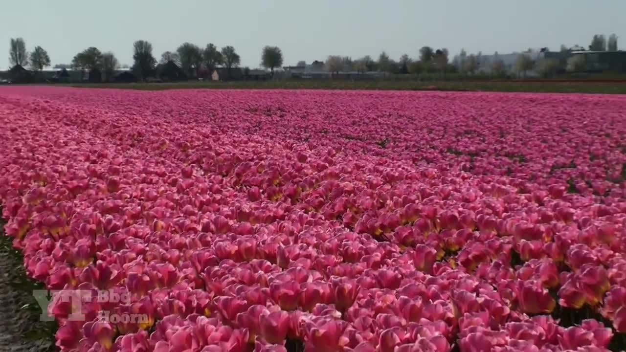 Holland, Tulips - Tulpen