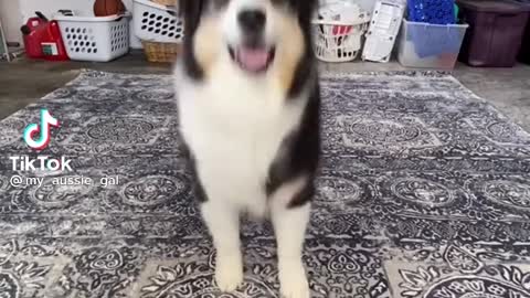 The dog dance