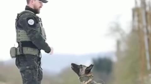 Dog Training # Tactical K-9 Family - #shorts