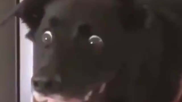 HORROR ANIMAL