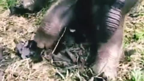 familiar funny animal sounds, suitable for entertaining children,