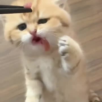 cute cat fight for food funny video