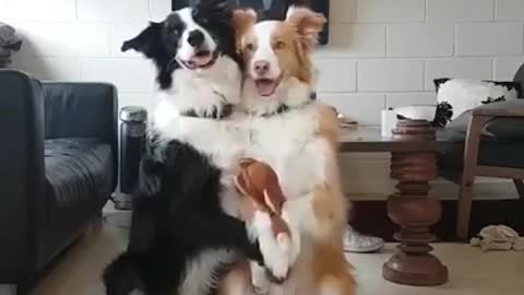 Two lovely dogs