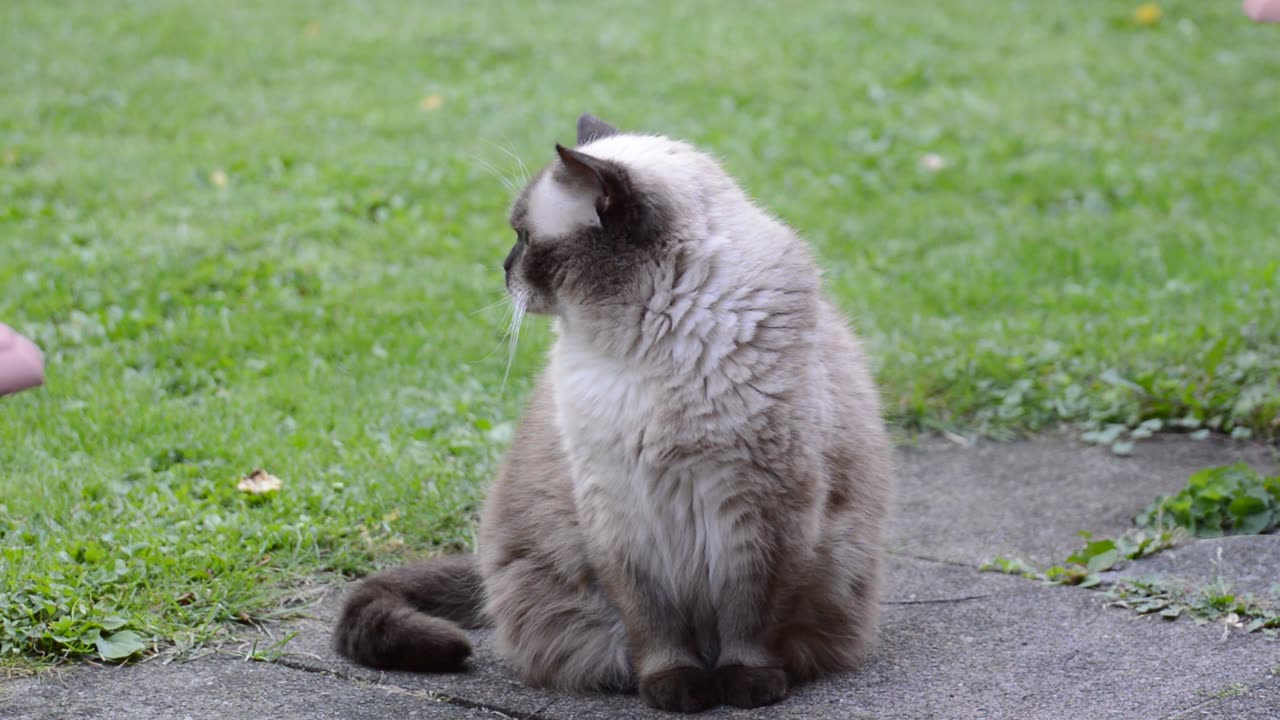 Beoutiful cat walk,,,,