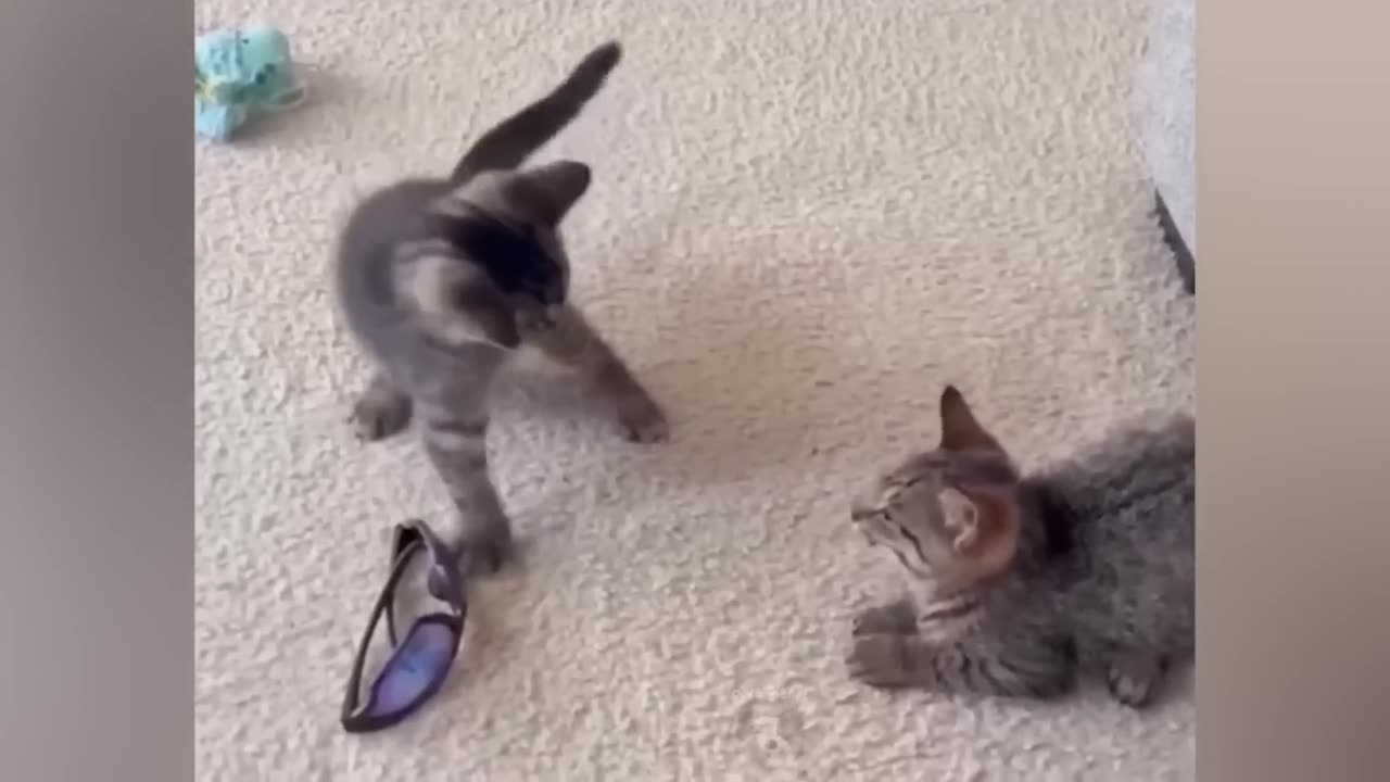 You will laugh within 13 sec with these funny pets (1080p)