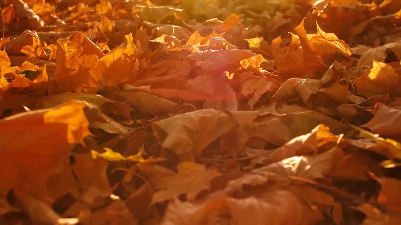 Enchanting Autumn Forests with Beautiful Piano Music