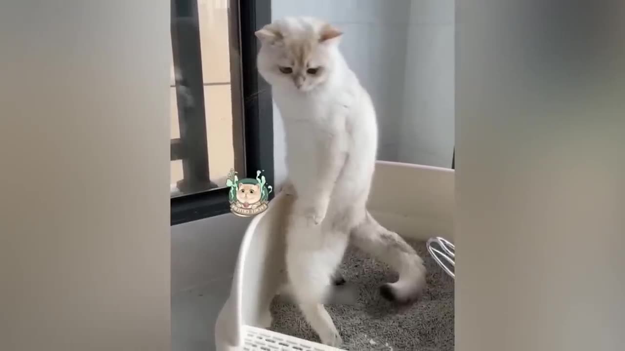 Funniest Cats And Dogs Video πΊπ