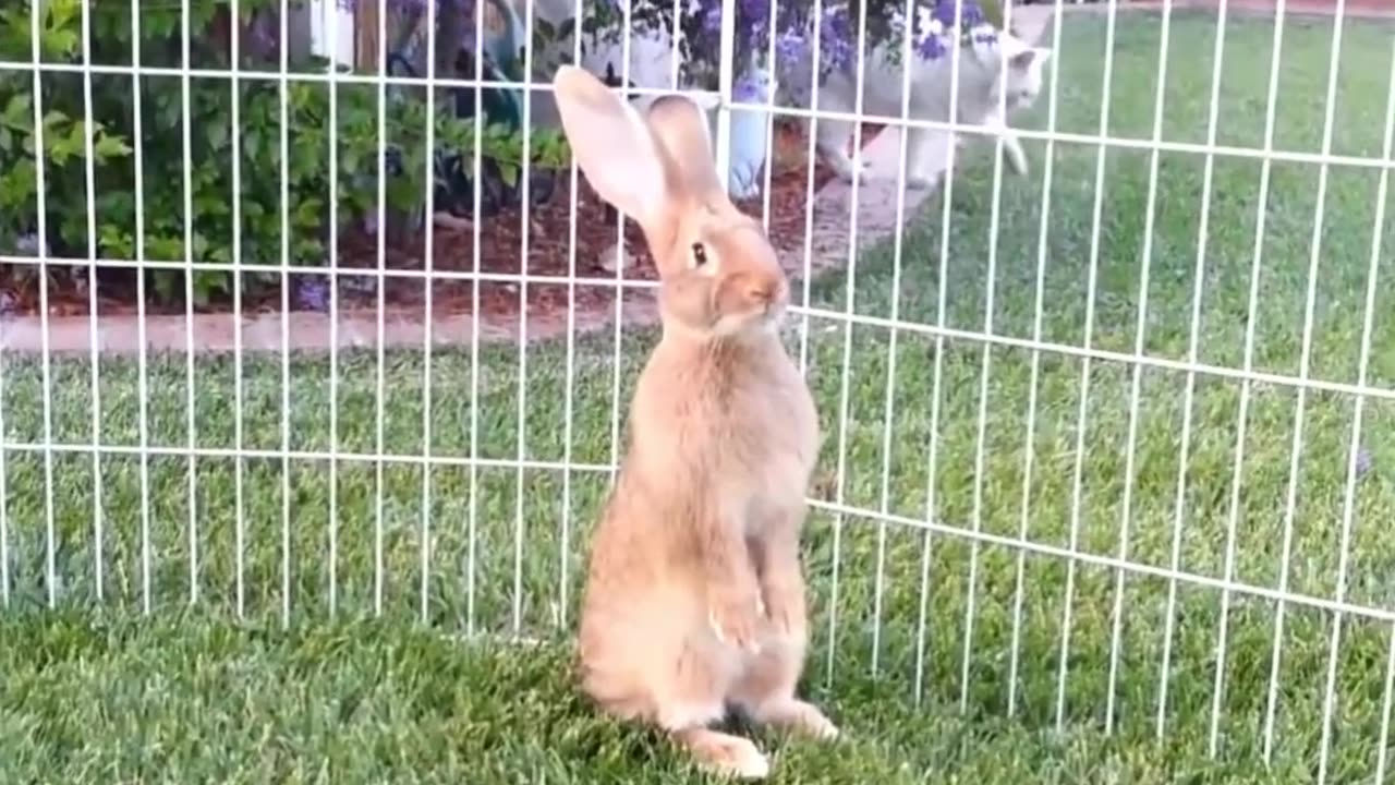 Die Stars unter den flauschigen Influencern! 🌟