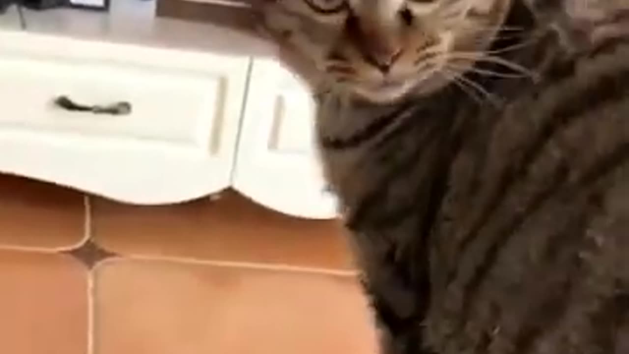 Funny cats videos 😂