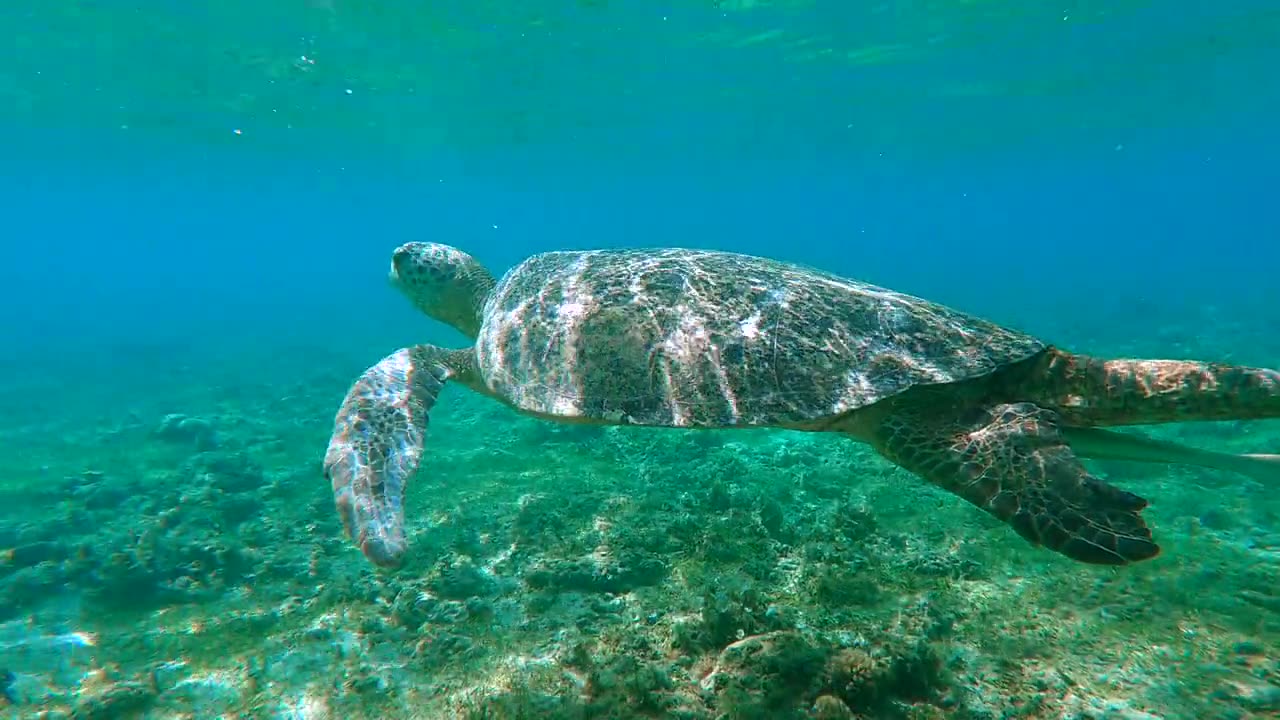 Turtle🐢 underwater swimming