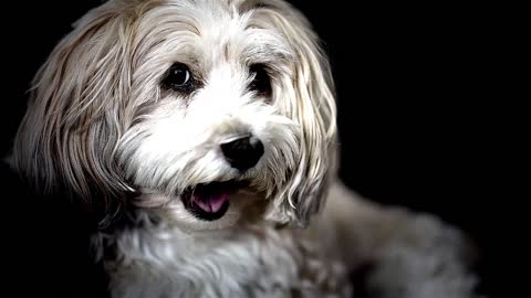 Best of FUNNY DOG videos will Fill the black hole in your heart