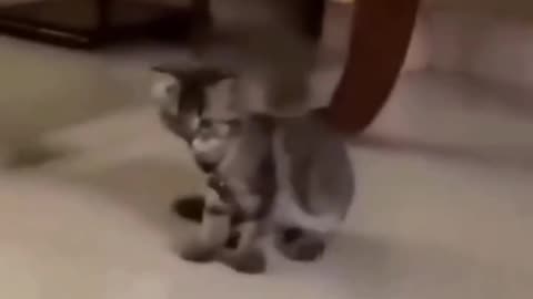 Cat amazing video ❤