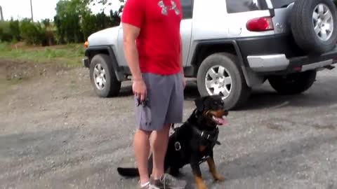 Dog training video clip