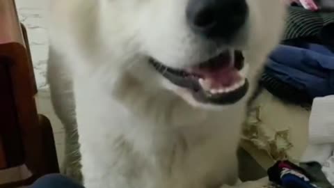 I don't think you've ever seen that lovely Samoyed