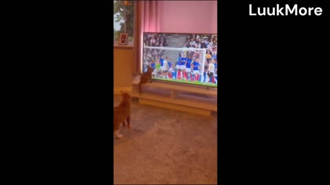 My Cat Tried to Intercept the Football Game and It’s Adorable! 🥺🥺🥺