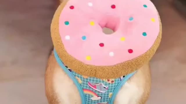 Cute dog video