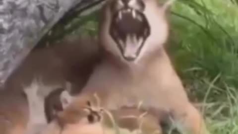 So funny reaction and funny animal