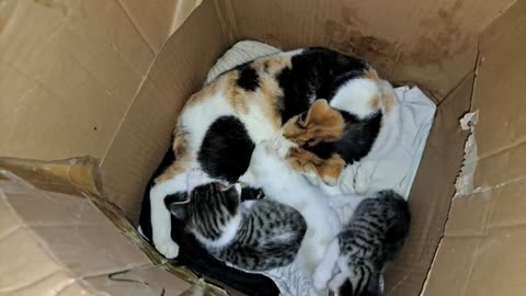 Little Kittens playing. These Kittens are so cute 😍