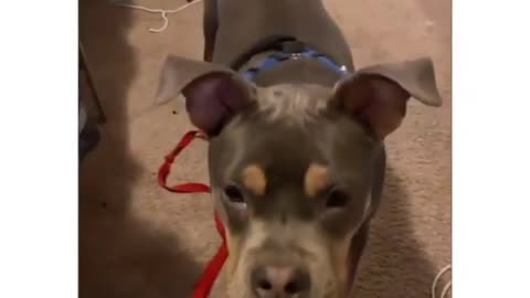 Funny animals videos